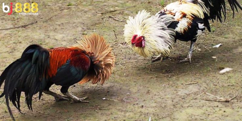 Các giống gà cựa sắt hiện nay