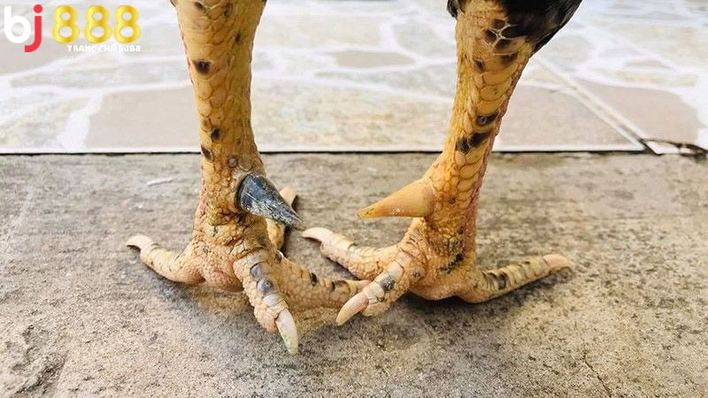 Nhìn cựa gà để xem chân gà chiến nào tốt