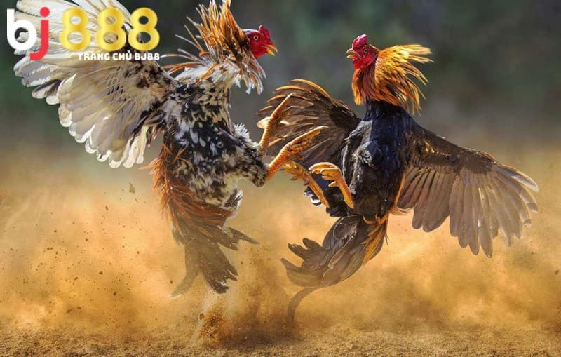 cách làm cho gà chọi máu chiến