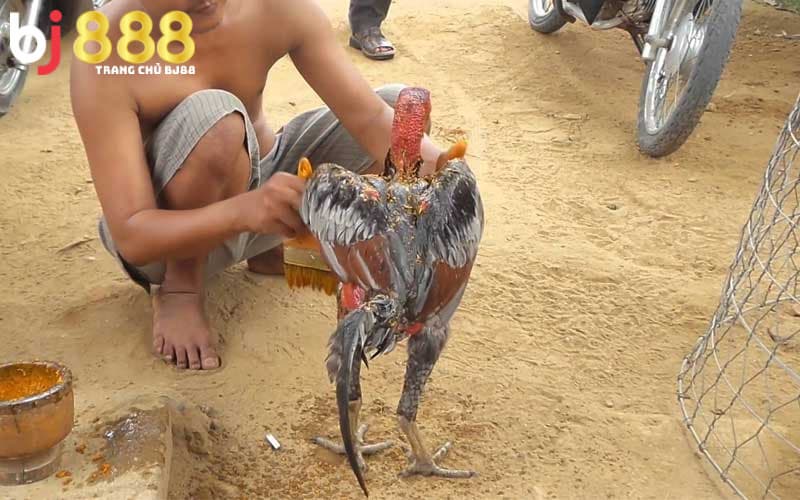 cách làm cho gà chọi máu chiến