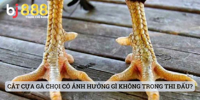 Cắt cựa gà chọi có ảnh hưởng gì không trong thi đấu?