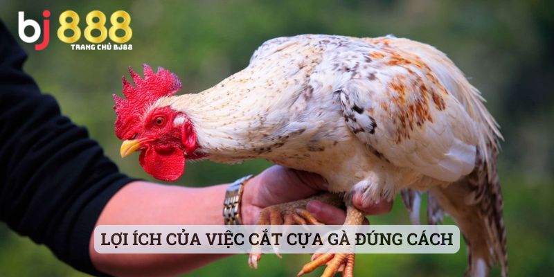 Lợi ích của việc cắt cựa gà đúng cách