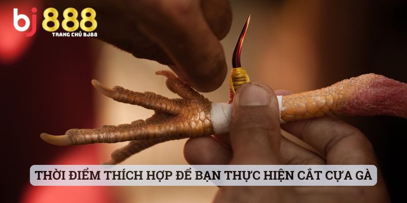 Thời điểm thích hợp để bạn thực hiện cắt cựa gà