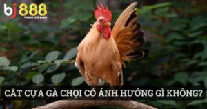 cắt cựa gà chọi có ảnh hưởng gì không