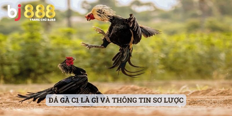 Đá gà C1 là gì và thông tin sơ lược