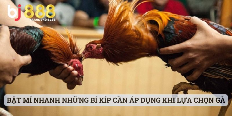 Bật mí nhanh những bí kíp cần áp dụng khi lựa chọn gà đá