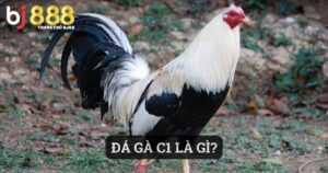 đá gà c1 là gì