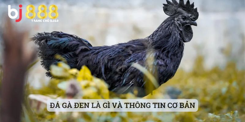 đá gà đen là gì Đá gà đen là gì và thông tin cơ bản