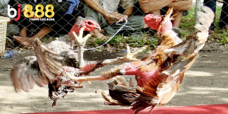 Giải thích về loại hình đá gà đòn
