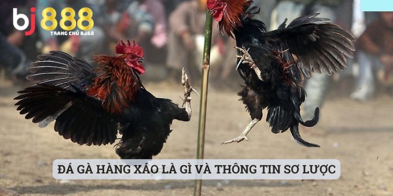 Đá gà hàng xáo là gì và thông tin sơ lược
