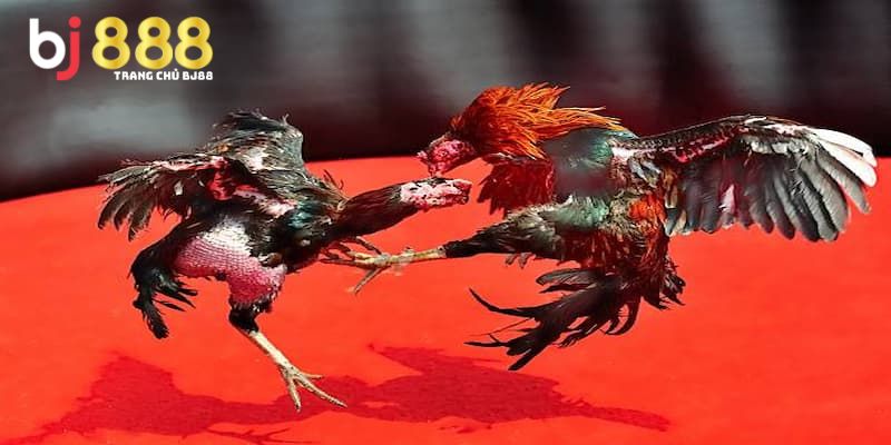 Giới thiệu về giống gà bướm bắt mắt