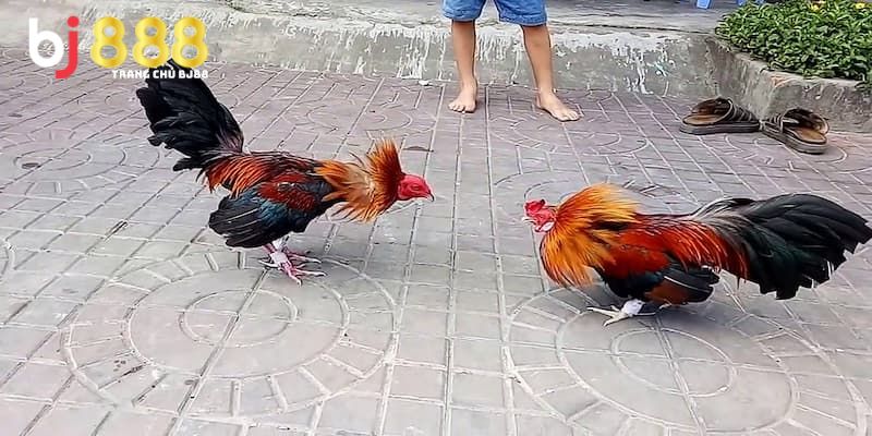 Dựa vào chu kỳ tuần để chọn ngày đá gà