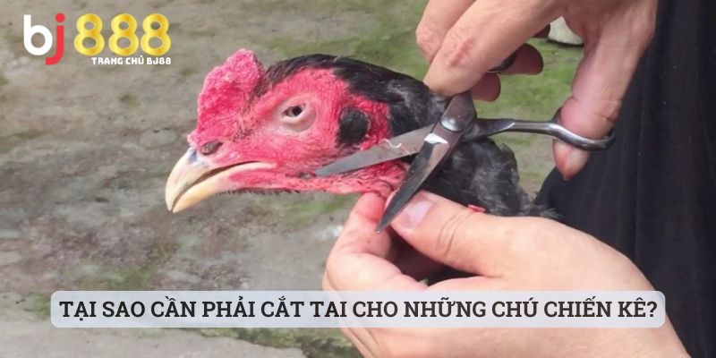 Tại sao cần phải cắt tai cho những chú chiến kê?
