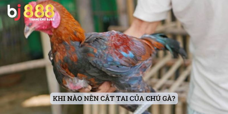 Khi nào nên cắt tai của chú gà?