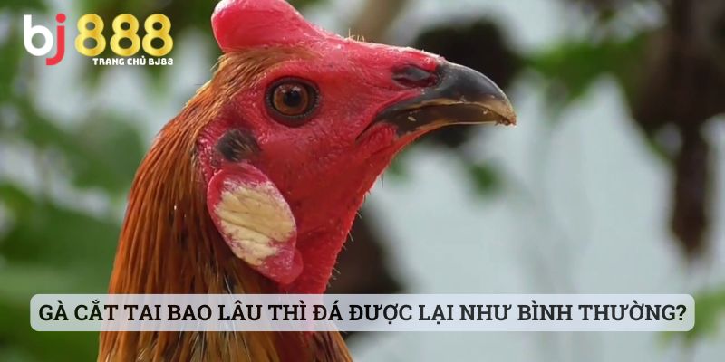 Gà cắt tai bao lâu thì đá được lại như bình thường?