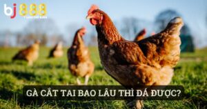 gà cắt tai bao lâu thì đá được