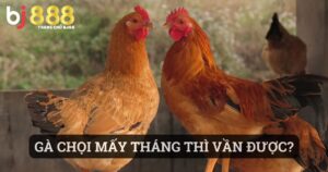 gà chọi mấy tháng thì vần được