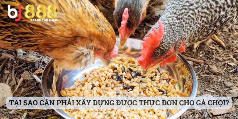 Tại sao cần phải xây dựng được thực đơn cho gà chọi?