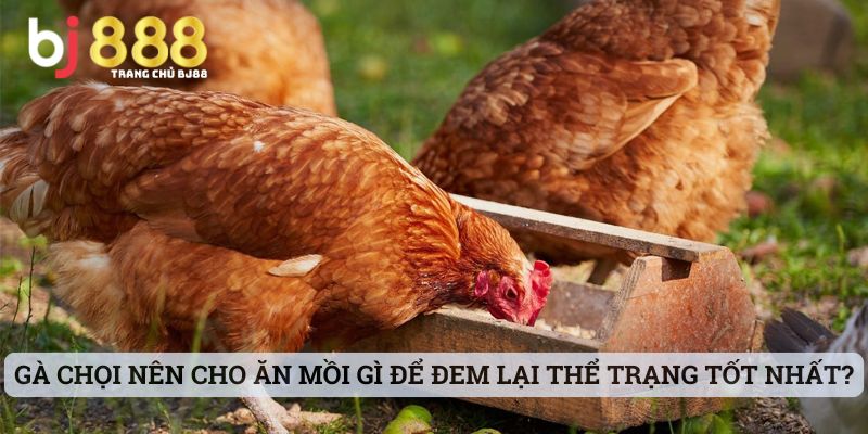 Gà chọi nên cho ăn mồi gì để đem lại thể trạng tốt nhất?