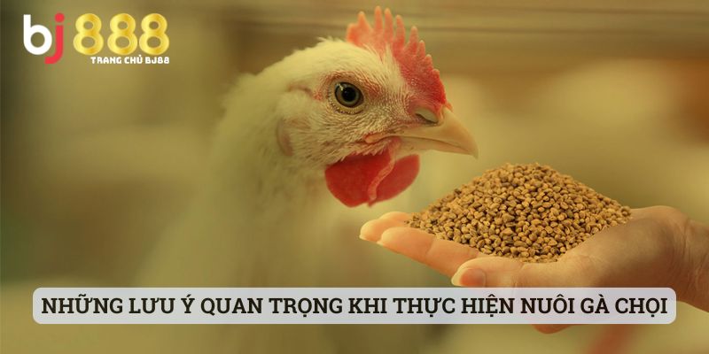 Những lưu ý quan trọng khi thực hiện nuôi các giống gà chọi