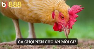 gà chọi nên cho ăn mồi gì