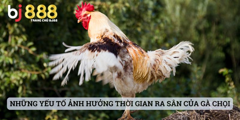 Những yếu tố ảnh hưởng đến thời gian được ra sân của gà chọi