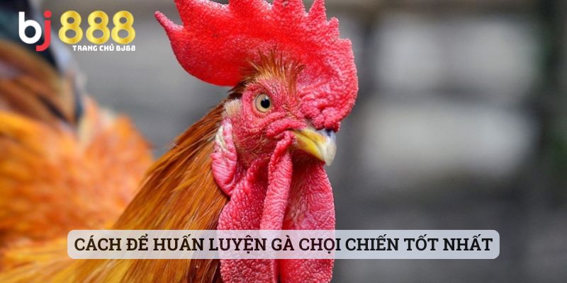 Cách để huấn luyện gà chọi chiến tốt nhất