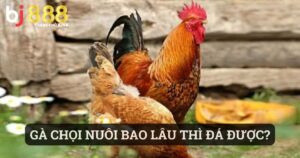 gà chọi nuôi bao lâu thì đá được