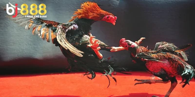 Giải thích cụm từ gà thay lông chuyền