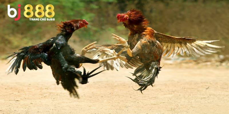 Lý do gà thay lông thường gặp