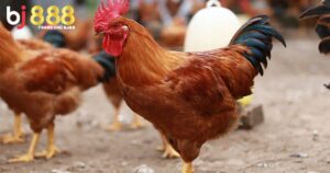 gà thay lông chuyền đá được không
